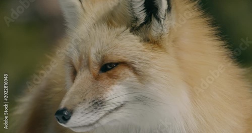 Fox in wild during winter snow