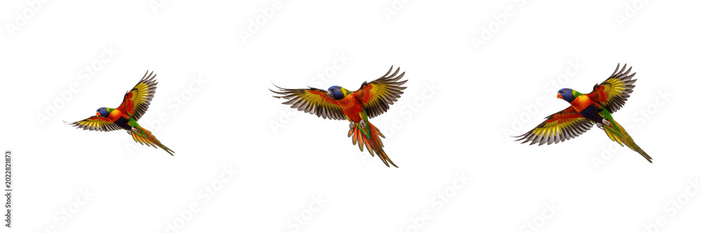 Fototapeta premium Set of Three Colorful Rainbow Lorikeets Flying in Different Poses Isolated on White Background, Tropical Bird Stock PNG Collection for Wildlife, Nature, Zoology, Exotic Pets, and Environmental Design 
