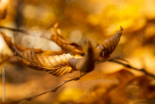 Принти на полотні Close-up photo of an orange leaf in Autumn