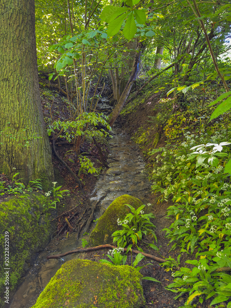 Obraz premium Small forest stream flowing through lush green woodland with moss-covered stones, wild plants and soft natural light. Peaceful natural landscape representing biodiversity, untouched nature, environmen
