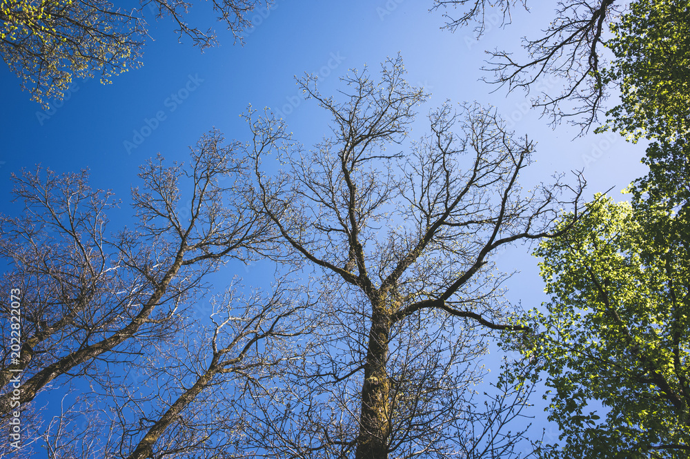 Obraz premium Kahler Baum von unten fotografiert, blauer Himmel an einem sonnigen Tag