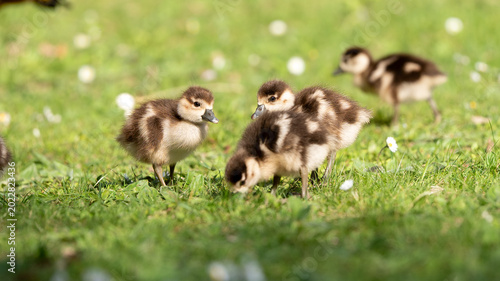 Photos Kleine Enten im Park