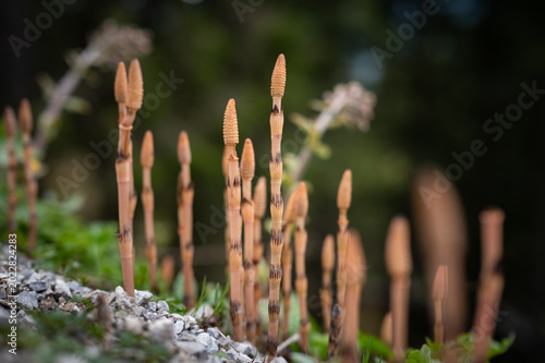 Bild auf Leinwand Cluster of pinkish horsetail Equisetum plants with ribbed stems and cones in gra