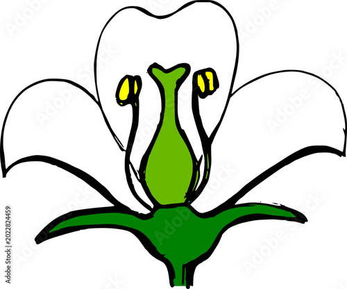 Fotografie Blank flower diagram with reproductive organs for education