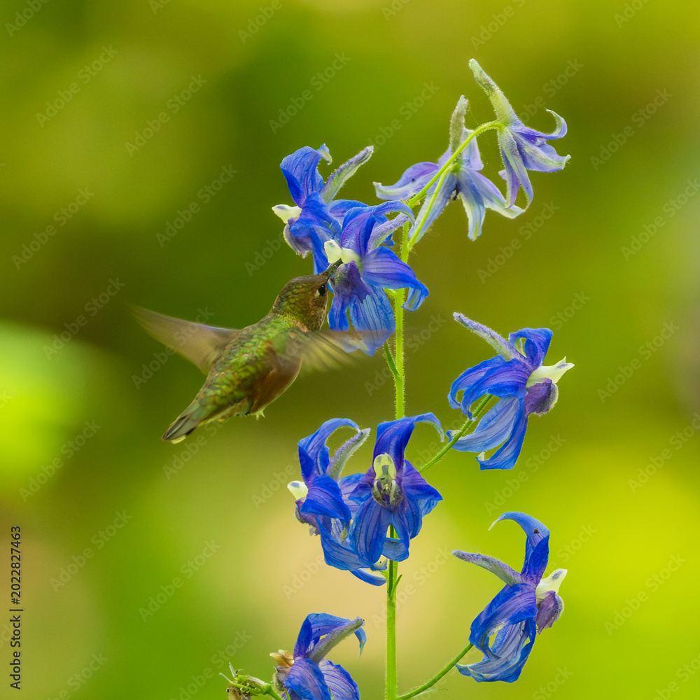 Fototapeta premium Rufous Hummingbird (Selasphorus rufus) feeding in Larkspur (Delphinium sp).