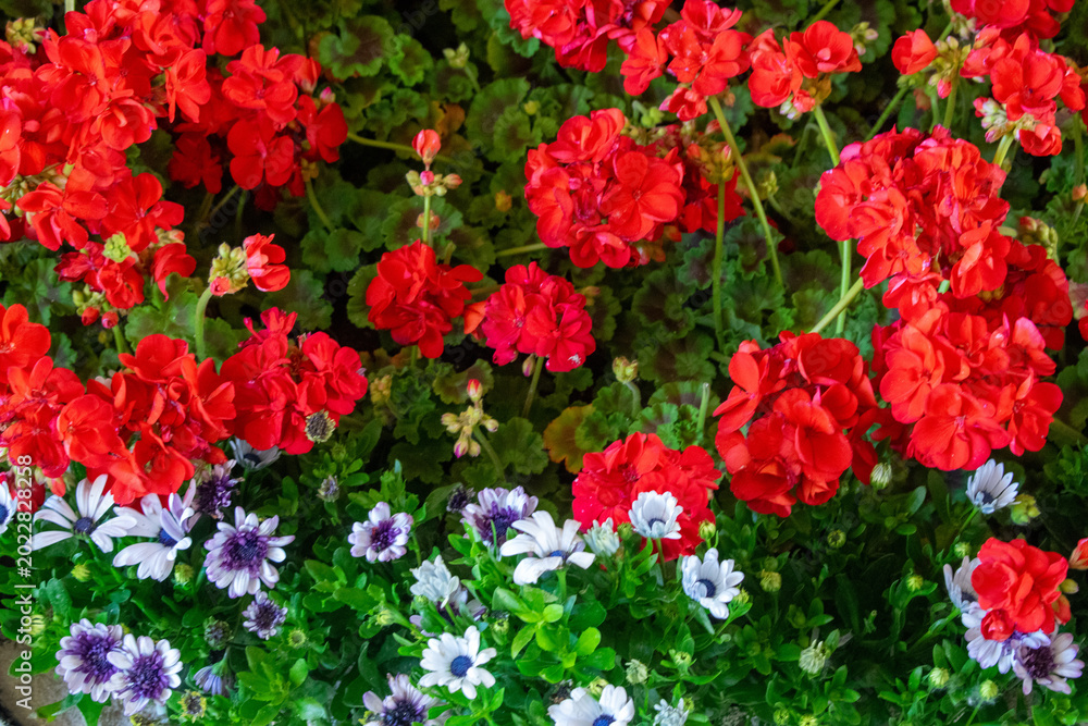 Ταπετσαρία Vista superior de un parterre con densos geranios rojos y pequeñas flores blanca