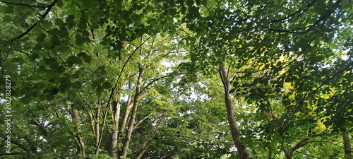 Vista de ángulo bajo de densas copas de árboles verdes con troncos delgados en un bosque frondoso