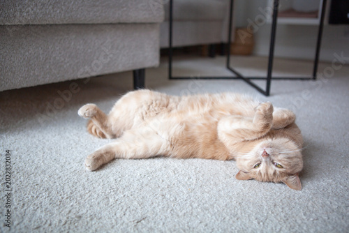 Quadro em tela A cat lies on its back on a soft carpet in a living room