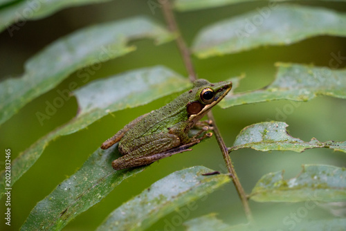 Fotografi Wild Tree Frog Perched on Green Leaf in Sumatran Rainforest