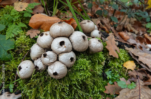 Vászonkép Closeup on a group of a common or warted puffball Lycoperdon perlatum on moss