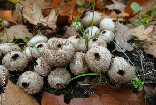 Принти на полотні Closeup on a group of a common or warted puffball Lycoperdon perlatum on moss
