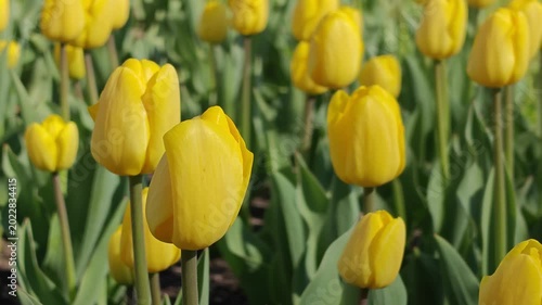 Close Up of Yellow Tulips Blooming in Spring Garden with Soft Background