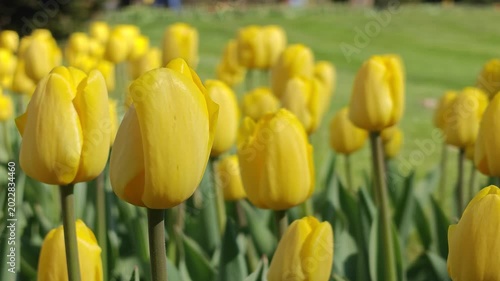 Close Up of Yellow Tulips Blooming in Spring Garden with Soft Bokeh Background