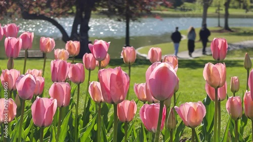Pastel Pink Tulip Garden by Lakeside during Spring Day in Boston Park
