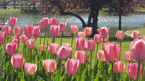 Pastel Pink Tulip Garden by Lakeside during Sunny Day in Boston Park