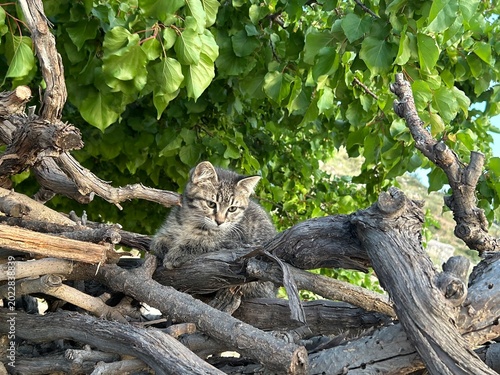 Canvas Print kitten sits on cut tree branches under a shady tree
