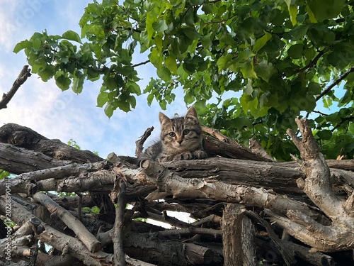Photography kitten sits on cut tree branches under a shady tree