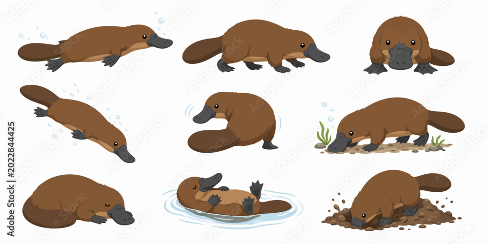 Fototapeta premium The platypus swims and dives in water and mud with varying expressions on its face in different environments.