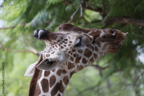 Canvas Print portrait of a giraffe