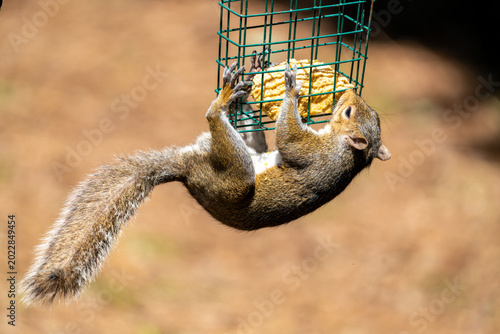 Bild auf Leinwand Squirrel hangs from a suet cage