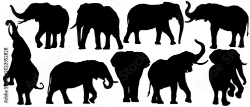 Foto African elephant silhouette illustration set, wildlife nature conservation icons