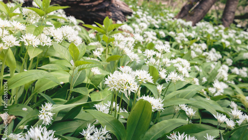 Morpeth’s Woodland Carpet: Bluebells and Wild Garlic in Spring Light, Blue Bell Woods, Morpeth, Northumberland. 