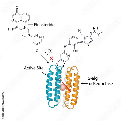Fotografie Finasteride Blocks 5-alpha Reductase Active Site