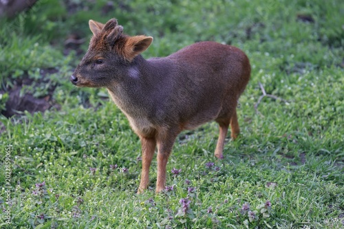 pudu deer closeup