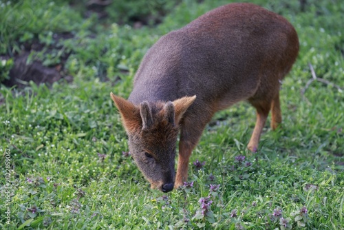 pudu deer closeup
