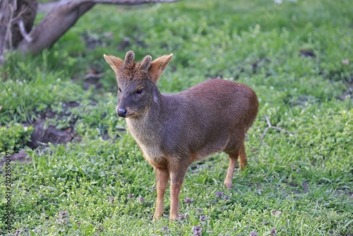 pudu deer closeup