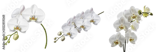 Elegant White Orchid Flowers Branch Isolated On Transparent Background, Luxury Exotic Phalaenopsis Floral Stem PNG Cutout Clipart Asset