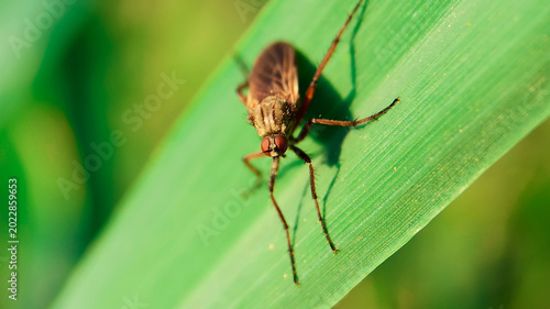 Fotografie Fly lands on a long green leaf while basking in the warm afternoon sun