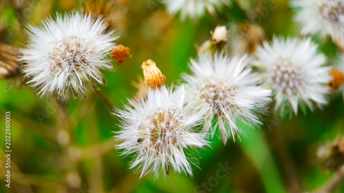 Foto Dandelion seeds cluster together in a soft feathery group while waiting for the wind to carry them away across the meadow