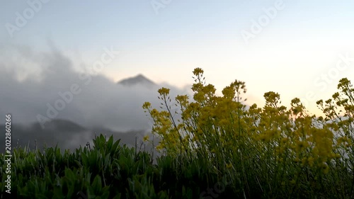 Teide volcano sunset above clouds with yellow flowers in foreground, Tenerife