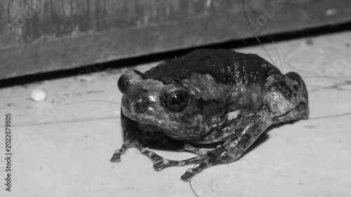 Quadro su tela Based on its stocky, rounded body and distinctive facial markings, this appears to be a Banded Bullfrog, also widely known as the Chubby Frog or Asian Painted Frog