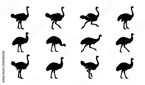 Obraz na płótnie Ostrich Silhouette Collection Featuring Flightless Emu and Rhea Bird Vector Set