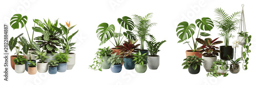 Assorted Potted Houseplants Green Foliage Transparent PNG Indoor Botanical Urban Jungle Garden Design Assets