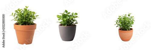 Fotografija Green Houseplant in Minimalist Grey Pot Transparent PNG Interior Botanical Folia