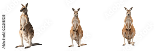 Kangaroo Standing Front View Wildlife Transparent PNG Australian Wallaby Mammal Cutout For Outback Themes