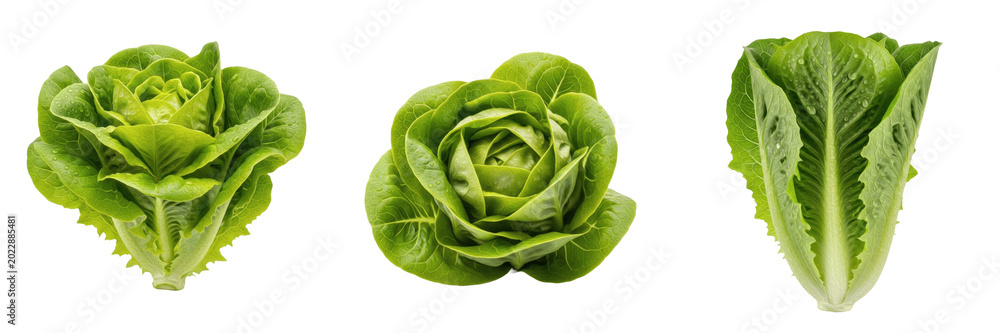 Obraz premium Fresh Green Cabbage Head Vegetable Transparent PNG Savoy Lettuce Crop For Healthy Cooking Recipes