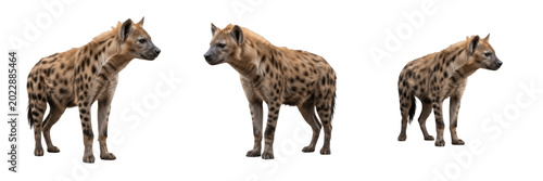 Photos Spotted Hyena Standing Wild Predator Transparent PNG African Savanna Carnivore B