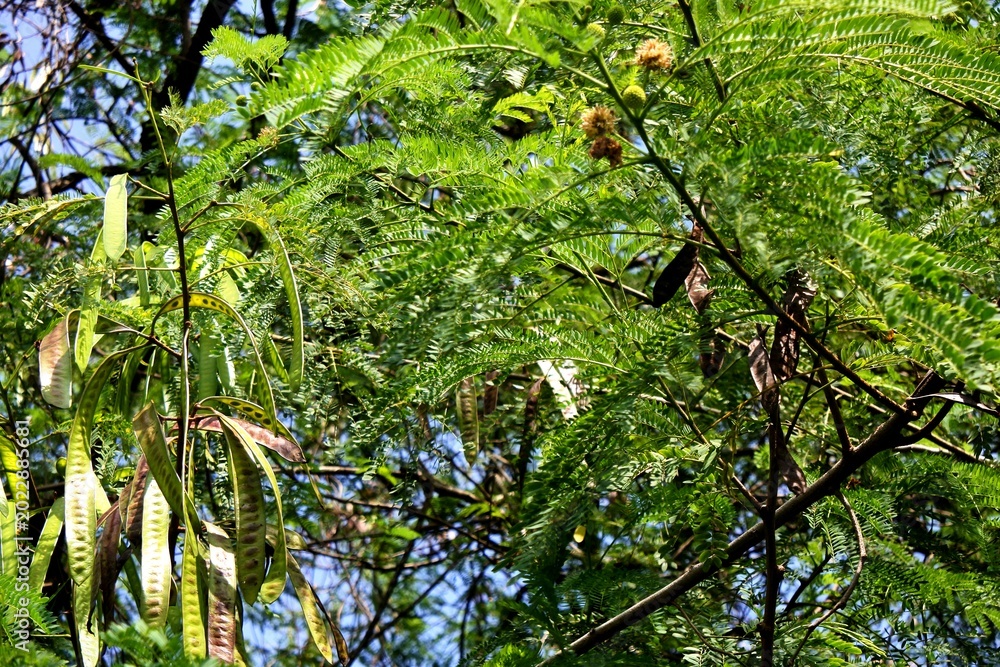 Fototapeta premium The lamtoro plants, chinese stink beans or leucaena leucocephala are usually used as highly nutritious animal feed or their seeds are used as traditional food, either as a food mix or as a side dish