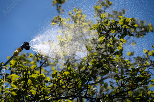 Fotografie Process of spraying fruit tree foliage with garden sprayer against blue sky, using pressurized mist for irrigation, pest control, or fertilization in spring orchard