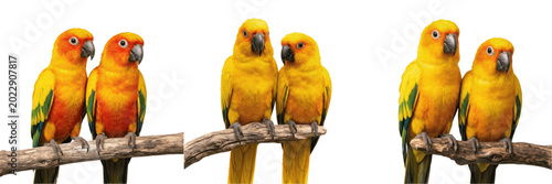 Bilde på lerret Affectionate Couple Pair Yellow Green Exotic Lovebird Parrots Birds Isolated Tra