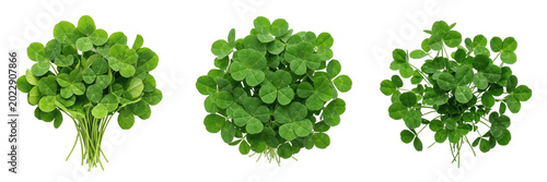 Canvastavla Lucky Fortune Shamrock Green Four Leaf Clover Bush Bunch Isolated Transparent PN
