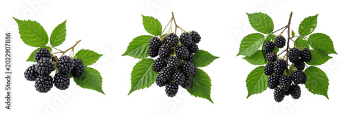 Konstfotografi Ripe Sweet Juicy Summer Fresh Blackberries Branch Bush Berry Isolated Transparen