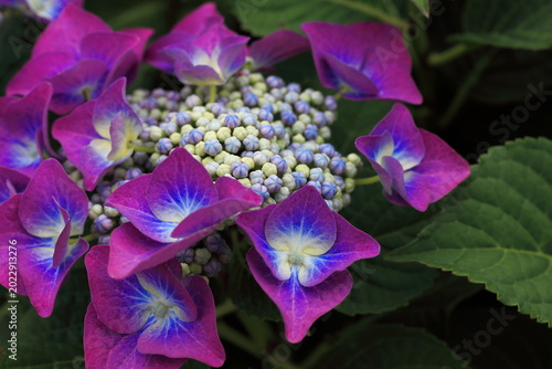 Tableau sur toile Hydrangeas that adorn the early summer