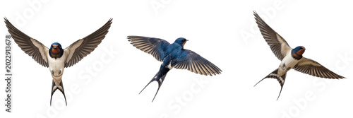 Quadro su tela Flying swallow bird silhouette beautiful migratory wild bird nature freedom illu