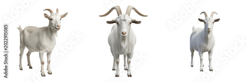 Fotografie White Domestic Goat Standing PNG Isolated on Transparent Background for Farm Ani