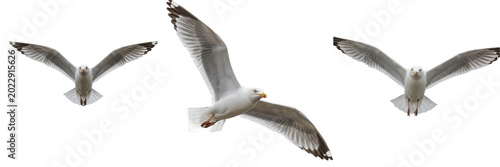 Foto Seagull Flying in the Sky PNG Isolated on Transparent Background for Beach Ocean